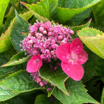 Hydrangea macrophylla Teller Kardinal