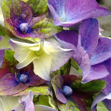 Hydrangea macrophylla Lady Mata Hari