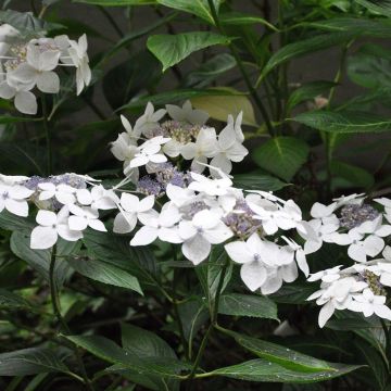 Hydrangea macrophylla Lanarth White