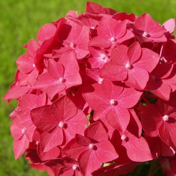 Hydrangea macrophylla Masja