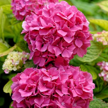 Hydrangea macrophylla Pink Pop