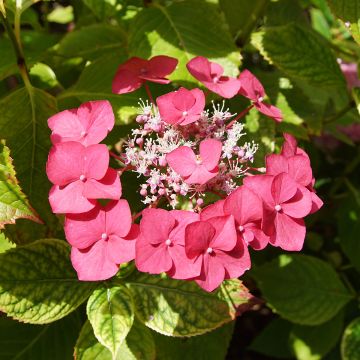 Hydrangea macrophylla Rotkehlchen