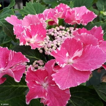 Hydrangea macrophylla So Long Aya