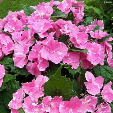 Hydrangea macrophylla So Long Starlit Sky