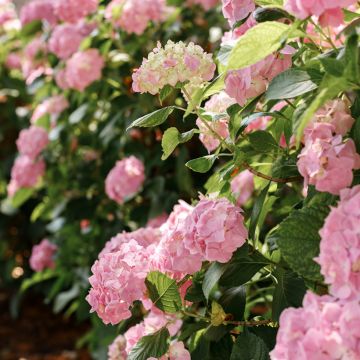 Hydrangea macrophylla Soft Pink Salsa