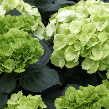 Hydrangea macrophylla Verdi