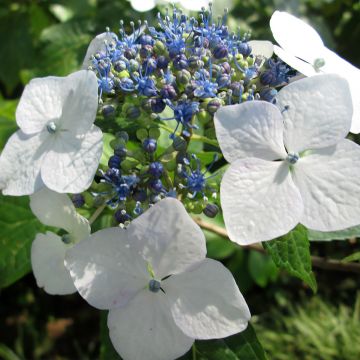 Hydrangea macrophylla White Wave