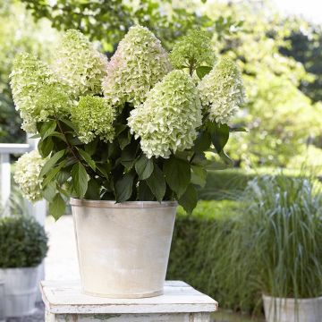 Hydrangea paniculata Little Fresco