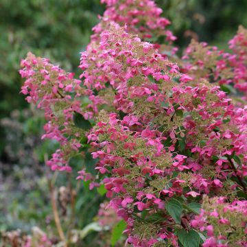 Hydrangea paniculata Pink Diamond