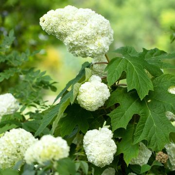 Hydrangea quercifolia GATSBY MOON