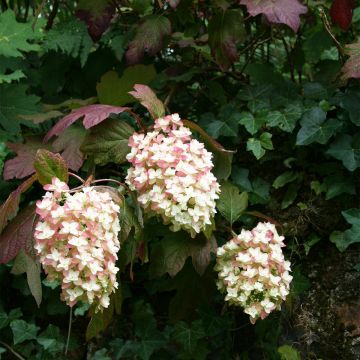 Hydrangea quercifolia Snowflake