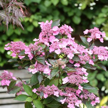 Hydrangea serrata Koreana - Mountain Hydrangea