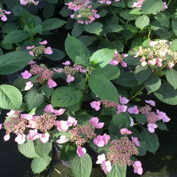 Hydrangea serrata Magic Pillow - Mountain Hydrangea