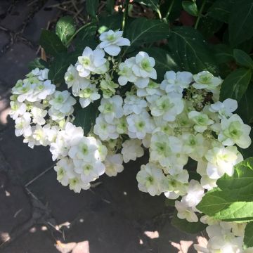 Hydrangea serrata White on White - Mountain Hydrangea