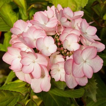 Hydrangea macrophylla Sabrina