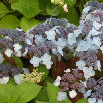 Hydrangea serrata Shôjo - Mountain Hydrangea