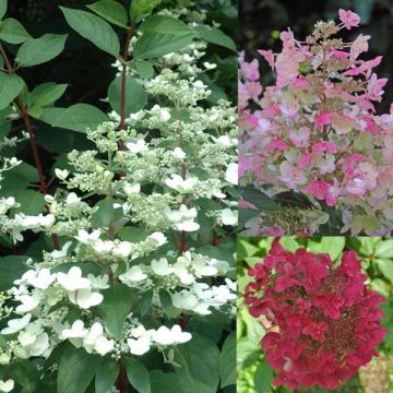 Hydrangea paniculata Wims Red