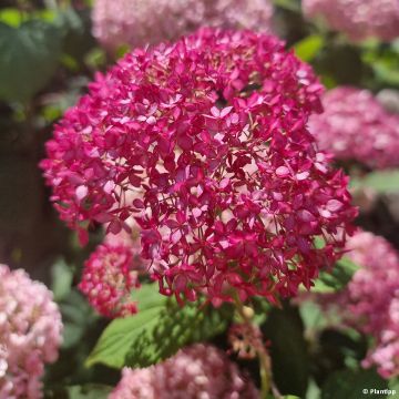 Hydrangea arborescens Candybelle Sorbet