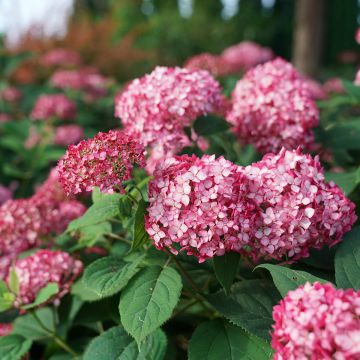 Hydrangea arborescens Ruby Annabelle