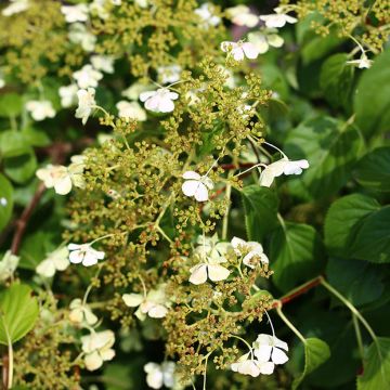 Hydrangea petiolaris Cordifolia- Climbing Hydrangea