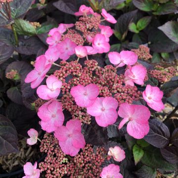 Hydrangea Daredevil