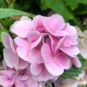 Hydrangea macrophylla Xian (=Magical Opal)