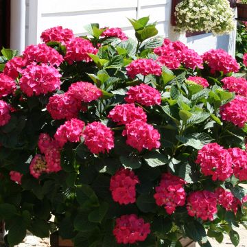 Hydrangea macrophylla King George V