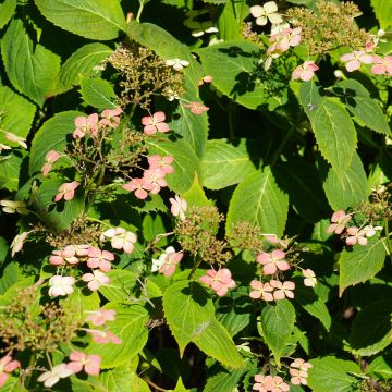 Hydrangea paniculata Dharuma