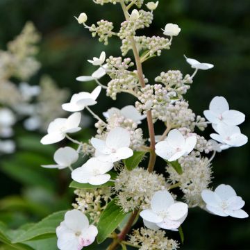 Hydrangea paniculata Tardiva