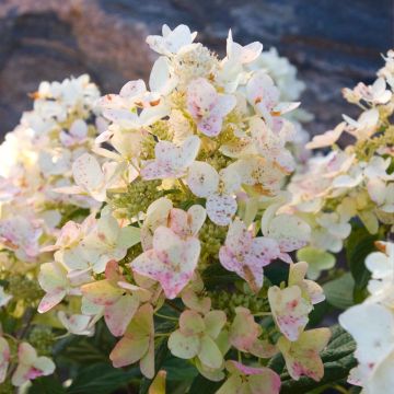 Hydrangea paniculata Tickled Pink