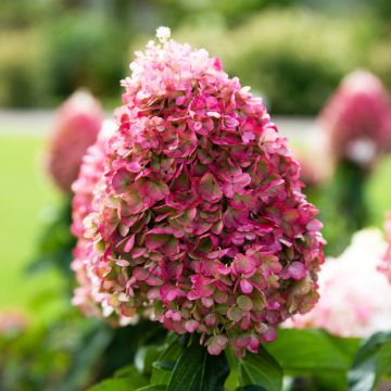 Hydrangea paniculata Living Pinky Promise