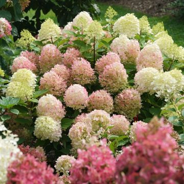 Hydrangea paniculata Fire Light