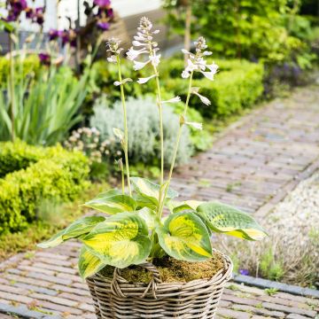 Hosta Alligator Alley