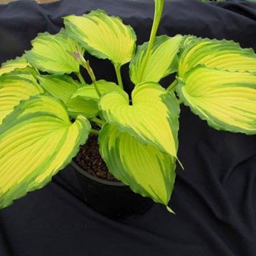 Hosta Amalia