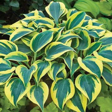 Hosta Autumn Frost