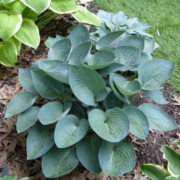 Hosta sieboldiana Blue Vision