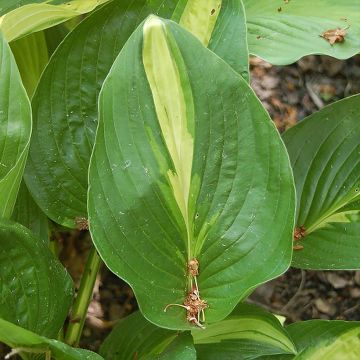 Hosta Broad Street