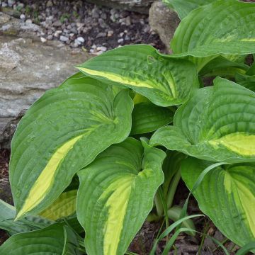 Hosta Center Of Attention