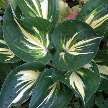 Hosta Cliffords Stingray