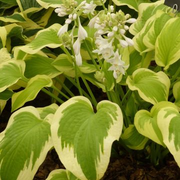 Hosta Delta Dawn