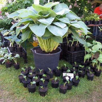 Hosta Empress Wu