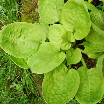 Hosta Eye Catcher