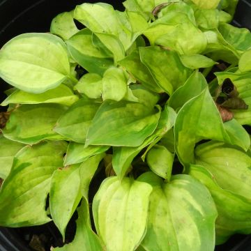 Hosta Faithful Heart