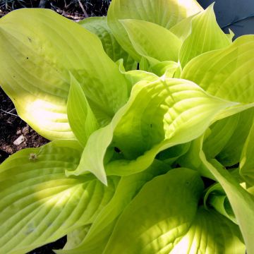 Hosta Golden Prayers