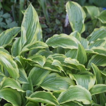 Hosta Ground Master