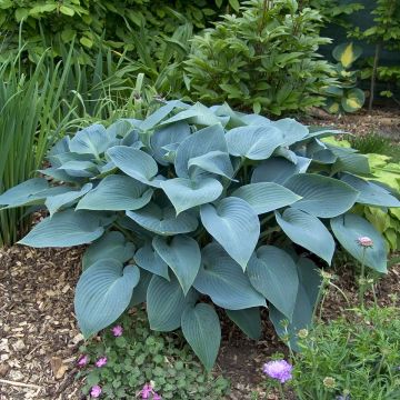 Hosta tardiana Halcyon - Blue Hosta