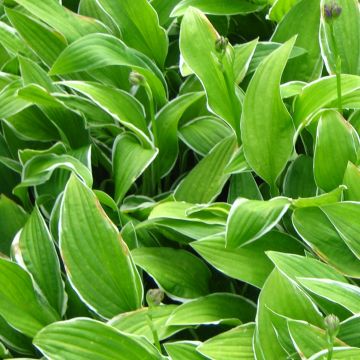 Hosta Herifu - Hosta miniature