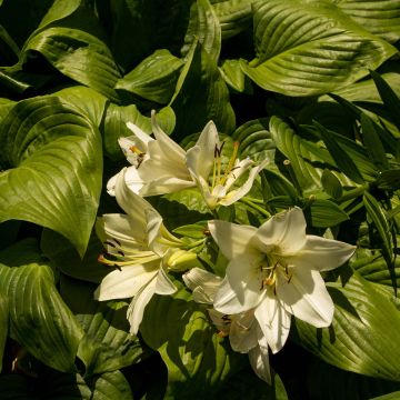 Hosta Honeybells