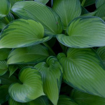 Hosta tardiana June Fever