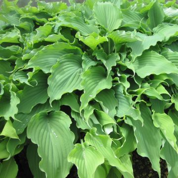 Hosta hybride Neptune - Hosta x hybrida Neptune - Hosta Neptune